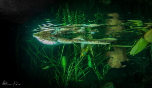 Grace and beauty.. night swim. by Steven Miller 
